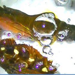 太刀魚、カマス、カサゴが好調！